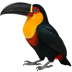 Channel-Billed Toucan